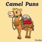 151 Hilarious Camel Puns To Make You Celebrate Hump Day