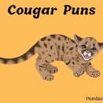 150 Hilarious Cougar Puns That Celebrate Confidence and Fun