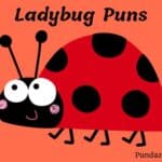 201 Adorable Ladybug Puns That Will Make You Smile And Giggle